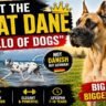 Great Dane dog standing outdoors