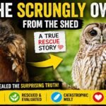 Scruffy owl found hiding in a shed during a dramatic feather molt